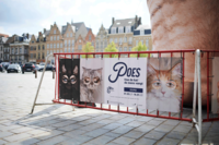 Proud Mary_Yper Museum_Expo_Hoe de kat de mens vangt_Banners in de stad