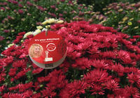 ProudMary_Gediflora_Campagne_Label_Red